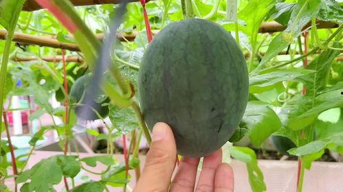 吃瓜网雨,带你走进网络舆论的风暴中心