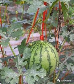 每日吃瓜福利网,揭秘娱乐圈幕后故事，带你畅游娱乐资讯海洋